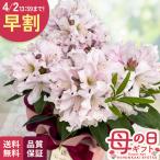 ＼ 早割 ／ 母の日 プレゼント シャクナゲ ダフテックローズ 5号鉢 送料無料 母の日ギフト 花 鉢植え 石楠花 best 日本花キ流通