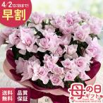 ＼ 早割 ／ 母の日 プレゼント ツツジ ミセスグラバー 5号鉢 送料無料 母の日ギフト 花 鉢植え best 日本花キ流通