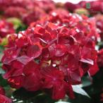 予約販売 アジサイ マジカルチョコレート 赤 10.5cmポット ハイドランジア 苗 花苗 苗木 あじさい 紫陽花 okd 3月中旬以降発送