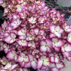 アジサイ 花模様 ピンク 10.5cmポット ハナモヨウ 加茂 KAMOセレクション ハイドランジア 苗 花苗 苗木 あじさい 紫陽花 okd