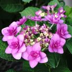 予約販売 アジサイ 卑弥呼 ピンク 10.5cmポット ヒミコ 加茂 KAMOセレクション ハイドランジア 苗 花苗 苗木 あじさい 紫陽花 okd 3月中旬以降発送