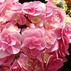 予約販売 アジサイ 雷王 ピンク 10.5cmポット ライオウ ハイドランジア 苗 花苗 苗木 あじさい 紫陽花 okd 3月中旬以降発送