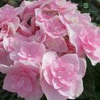 予約販売 アジサイ 恋心 ピンク 10.5cmポット コイゴコロ 加茂 KAMOセレクション ハイドランジア 苗 花苗 苗木 あじさい 紫陽花 okd 3月中旬以降発送