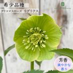 ショッピングクリスマスローズ クリスマスローズ リグリクス 5号鉢 送料無料 原種クリスマスローズ 希少 芳香 一重咲き 鉢花 花苗 開花株