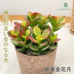  декоративное растение . желтый золотой цветок месяц 3.5 номер горшок himeougonkagetsu золотой. становится дерево . лист декоративное растение маленький размер маленький салон подарок подарок интерьер модный 