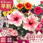 ＼ 早割 ／ 母の日 プレゼント 選べる ハイビスカス 7色 5号鉢 送料無料 母の日ギフト 花 鉢植え best 日本花キ流通