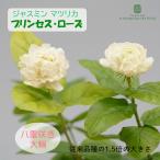 ジャスミン 苗 八重咲き 大輪 マツリカ プリンセスローズ 9cmポット 茉莉花 バラ咲き 八重 ハーブ苗 Herb exp