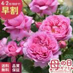 ＼ 早割 ／ 母の日 プレゼント バラ ロサ オリエンティス プリマヴィスタ 品種登録出願中 6号鉢 送料無料 母の日ギフト 薔薇 花 鉢植え unu 日本花キ流通