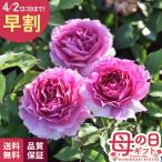 ＼ 早割 ／ 母の日 プレゼント バラ ロサ オリエンティス シェエラザード 登録品種 6号鉢 送料無料 母の日ギフト 薔薇 花 鉢植え unu 日本花キ流通