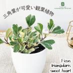 観葉植物 cot フィカス トライアンギュラリス スウィートハート 4号鉢 観葉植物 小型 小さい 室内 贈り物 プレゼント インテリア おしゃれ