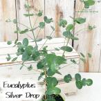  эвкалипт рассада серебряный Drop 9cm pot символ tree саженец Hanaki трава рассада Herb