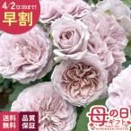 ＼ 早割 ／ 母の日 プレゼント バラ 河本バラ園 ルソワール 品種登録出願中 6号鉢 送料無料 母の日ギフト 薔薇 花 鉢植え unu 日本花キ流通