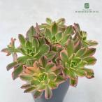 суккулентное растение caaeonium bronze медаль . суккулентное растение сладкий чай .aeonium7.5cm pot pic