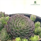  суккулентное растение se Roth la задний a Tommy суккулентное растение 7.5cm pot 