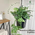 観葉植物モンステラオブリクアエクス...