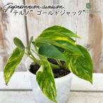  декоративное растение pothos terunoNo.029 Gold Jack 8cm pot декоративное растение маленький размер маленький салон подарок подарок интерьер модный 