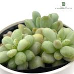 多肉植物hmパキベリアバブルキャン...