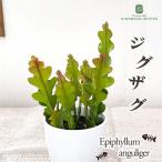  декоративное растение cot epi плёнка Anne Gris ga-3.5 номер горшок декоративное растение маленький размер маленький салон подарок подарок интерьер модный 