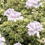  трава герань рассада . ввод лимон герань 9cm pot репеллент ... корень . саженец Hanaki трава рассада Herb