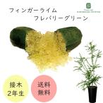 フィンガーライム フレバリーグリ�