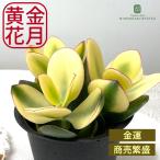 多肉植物 ca金のなる木 斑入り金のなる木 黄金花月 4号鉢 花月 カゲツ 多肉植物 観葉植物 インテリア おしゃれ