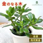 多肉植物 ca金のなる木 花月 4号鉢 花月 カゲツ 多肉植物 観葉植物 インテリア おしゃれ