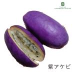 akebi рассада фиолетовый akebi10.5cm pot плоды саженец фруктовое дерево рассада 