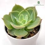 多肉植物hmパキベリア軍旗多肉植物...
