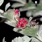  предварительный заказ распродажа ate наан подвеска цветок корзина 12cm pot o-ji- растения саженец Hanaki бесплатная доставка hrz 10 месяц средний . после отправка 