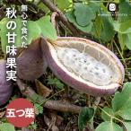  предварительный заказ распродажа akebi рассада . лист akebi12cm pot бесплатная доставка .... гора фруктовое дерево плоды саженец фруктовое дерево рассада hru 11 месяц сверху . после отправка 