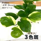 観葉植物ポトスAWドリーム3.5号...