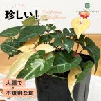 観葉植物 希少 斑入り ファロピア マルチフローラ 3.5号鉢 ツルドクダミ…