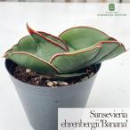  декоративное растение сансевиерия e- Len Belgium banana 9cm pot бесплатная доставка декоративное растение маленький размер маленький салон подарок подарок интерьер модный 