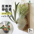 観葉植物希少コウモリランビカクシダ...