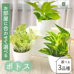 観葉植物cot選べるポトス3品種3...