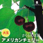  предварительный заказ распродажа вишня рассада american Cherry 13.5cm pot бесплатная доставка sa Clan bo саженец садовое дерево фруктовое дерево рассада контактный дерево рассада iba 11 месяц сверху . после отправка 