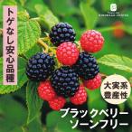  предварительный заказ распродажа BlackBerry рассада so-n свободный 13.5cm pot бесплатная доставка саженец садовое дерево фруктовое дерево рассада . дерево рассада iba 11 месяц сверху . после отправка 