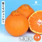 予約販売デコポン苗不知火13.5c...