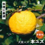 予約販売ゆず苗大実ユズ本ユズ13....