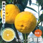 予約販売ゆず苗種なしユズ多田錦13...