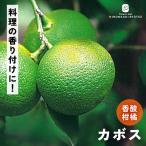 予約販売カボス苗13.5cmポット...