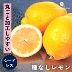 予約販売レモン苗種なしレモン13....