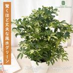 観葉植物 斑入り シェフレラ コンパクタ 5号鉢 カポック 観葉植物 室内 贈り物 プレゼント インテリア おしゃれ
