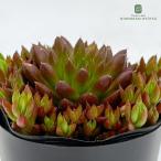 多肉植物seオロスタキス赤爪蓮華多...