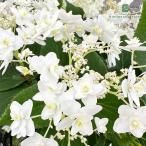 予約販売 アジサイ ヨウラクタマアジサイ 瓔珞玉紫陽花 10.5cmポット …