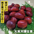 予約販売栗苗大実天津甘栗13.5c...