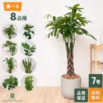 観葉植物 選べる 7号鉢 8品種 パキラ フィカス サンス