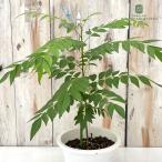  большой АО карри leaf 5 номер горшок бесплатная доставка карри дерево наан you The nshoka Lee pata кальби n коричневый трава рассада Herb