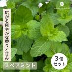  запасной мята рассада 3 шт. комплект 9cm pot репеллент кулинария много год . садоводство бесплатная доставка трава рассада Herb ykh