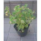 アロマティカス　ハーブ　ポット苗　送料値引きあり　訳あり処分品